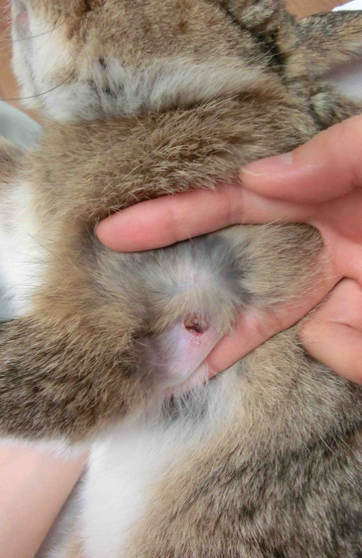 ウサギ専門診療科12 膿瘍 その後 岸和田市のときわ動物病院