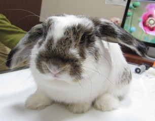 ウサギ専門診療科40 角膜潰瘍 岸和田市のときわ動物病院